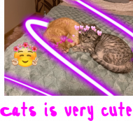 Cats is very cute miś