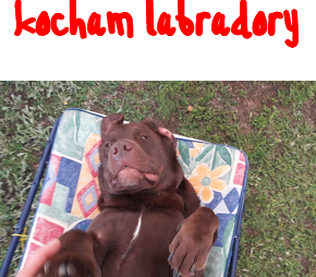 KUBEK Z LABRADOREM
