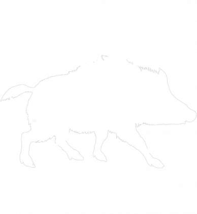 Dzik w Polu. Wykrywacz Metali