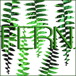 Koszulka damska fern.