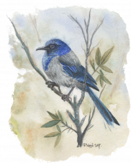 Niebieski ptak