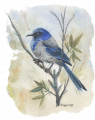Bluza blue bird