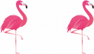 flamingi tee