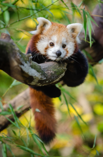 Red Panda