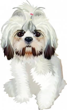 Shih tzu Twój pupil na bluzie damskiej
