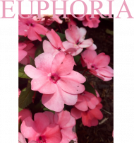EUPHORIA HOODIE