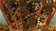Menger1