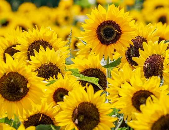 Sunflower Power