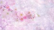 Maseczka bawełniana z filtrem z kwiatami "Kwiat wiśni"