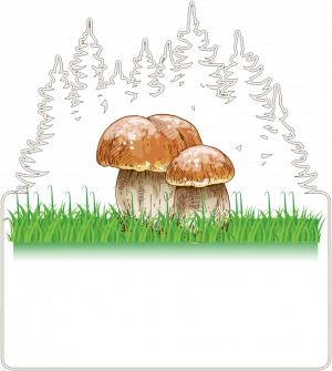 Grzybobranie. Prezent dla Grzybiarza. Koszulka dla Grzybiarza. Grzyb. Prawdziwek. Podgrzybek. Gdzie szukać grzybów? - nadruk