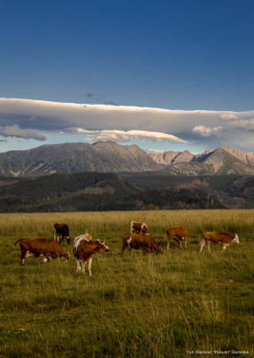 Plakat tatry wzór 12, Rozmiar: A2 - nadruk