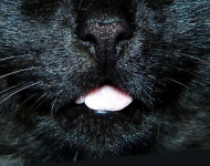 czarny kot maseczka