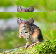 Maseczka - Mysz zielna