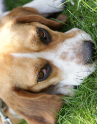 Podkładka pod mysz z psem rasy Beagle
