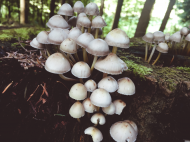 White Mushroom Family Black