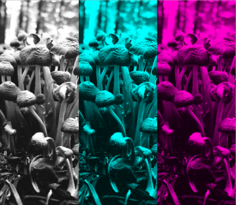 Mushroom Tales 3 colours