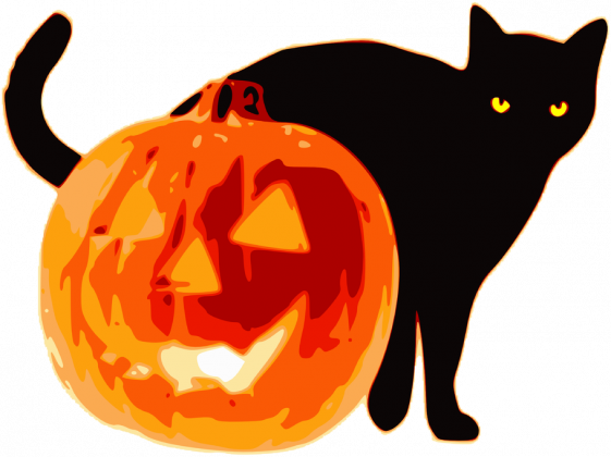 Halloweenowy kot