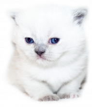 Koszulka Biały Kotek