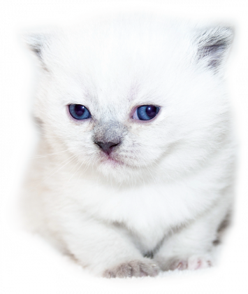 Bluza z kapturem biały kotek
