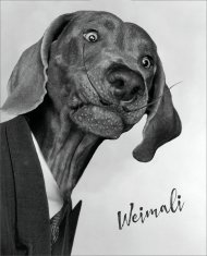 Weimali - Wyżeł Weimarski - koszulka damska z psem