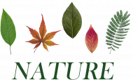 Nature Liście