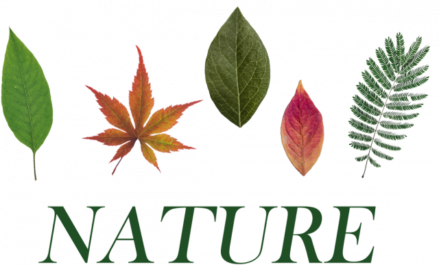Nature Liście