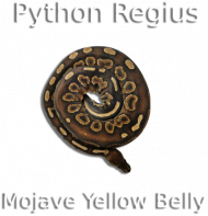 Pyton królewski Python Regius Mojave YB