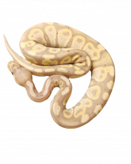 Pyton królewski Python Regius Phantom Bannana