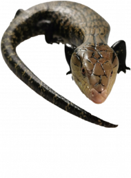 Tiliqua Gigas