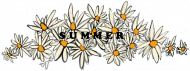 daisies SUMMER