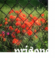 FLORA prisoner top