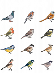 Rodzaje ptaków