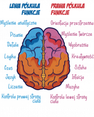 Anatomia mózgu w pastelowych kolorach