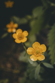 Komin wielofunkcyjny z motywem polnych kwiatów