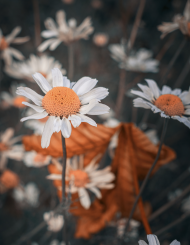 Podkładka pod myszkę - stokrotka #1