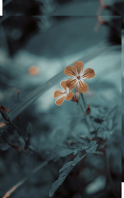 Komin wielofunkcyjny - kwiaty surreal
