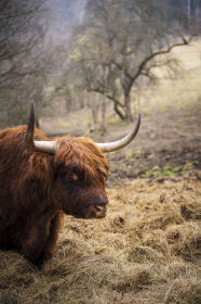 Komin wielofunkcyjny - szkocka krowa