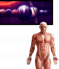 Układ mięśniowy mięśnie anatomia człowieka