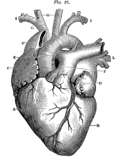 Serce anatomiczne