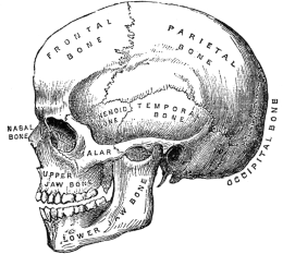 Czaszka anatomiczna (z boku)