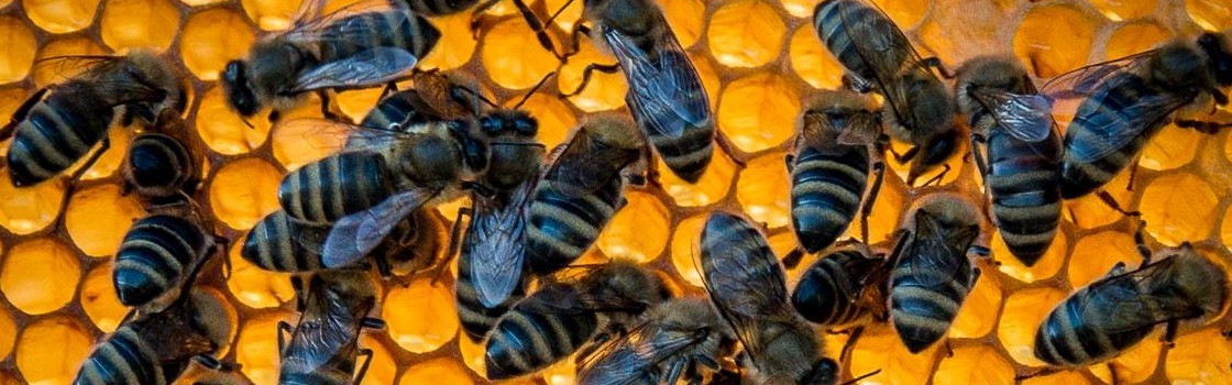 Pszczolek