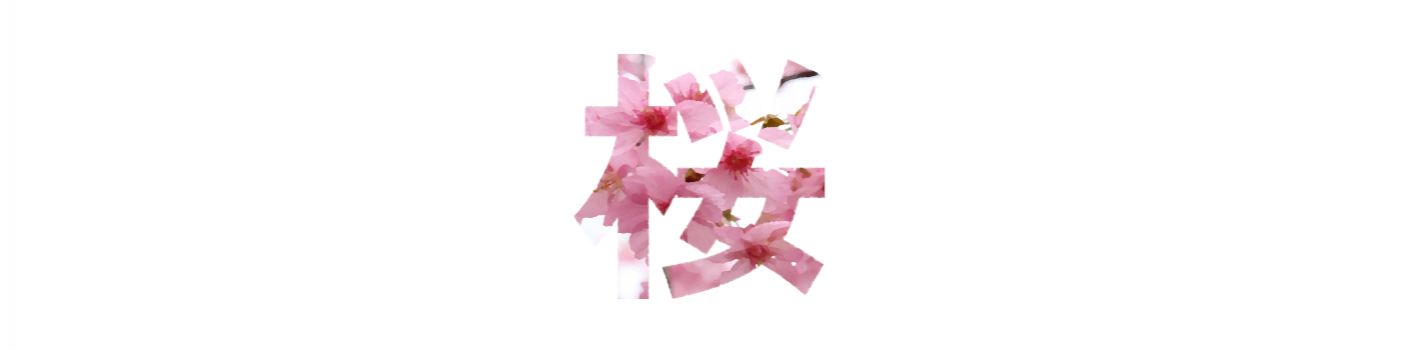 Sakura 桜